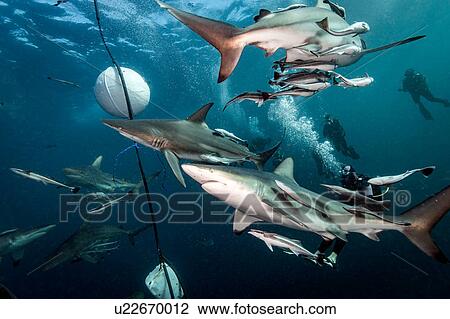Stock Image - Oceanic Blacktip Sharks (Carcharhinus Limbatus) circling bait near surface of ocean, Aliwal Shoal, South Africa. Fotosearch