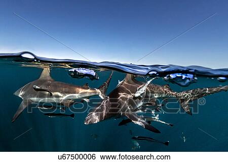 Stock Photograph - Oceanic Blacktip Sharks (Carcharhinus Limbatus) swimming near surface of ocean, Aliwal Shoal, South Africa. Fotosearch