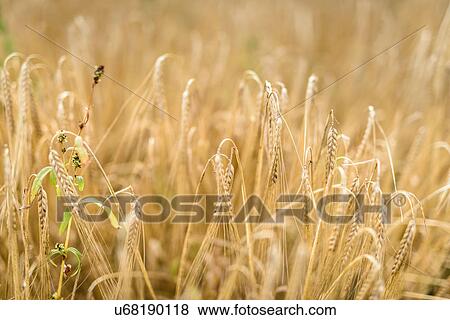 Organic barley growing in field View Large Photo Image Stock Photo - Organic barley growing in field. Fotosearch