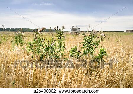 Organic barley in field with combine harvester View Large Photo Image Stock Image - Organic barley in field with combine harvester. Fotosearch