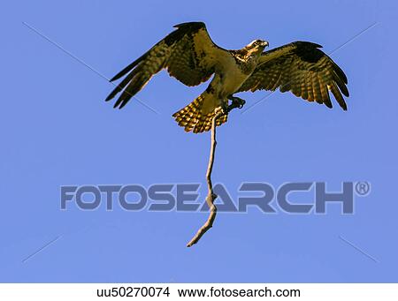 Picture - Osprey. Fotosearch