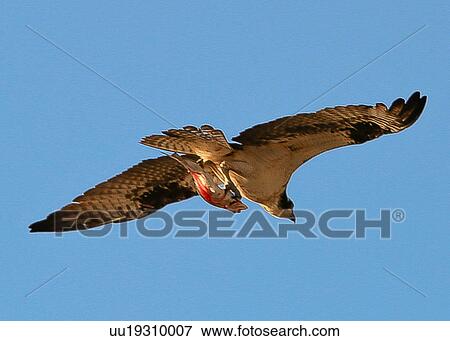 Osprey View Large Photo Image Stock Photo - Osprey. Fotosearch