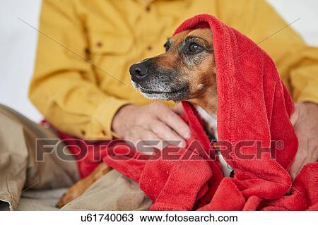 Stock Image - Owner wrapping dog in blanket. Fotosearch