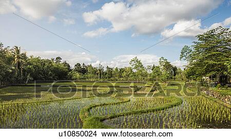 Picture - Paddy field, Gili Meno, Lombok, Indonesia. Fotosearch