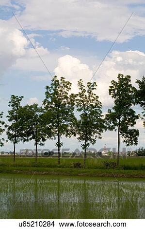 Picture - Paddy field, Novara, Piedmont, Italy. Fotosearch
