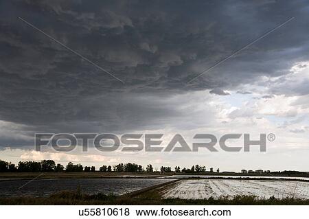 Stock Photo - Paddy field, Novara, Piedmont, Italy. Fotosearch