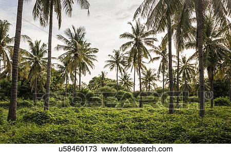 Stock Image - Palm tree forest, Gili Meno, Lombok, Indonesia. Fotosearch