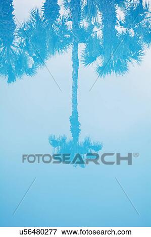 Palm tree reflected in water View Large Photo Image Stock Photo - Palm tree reflected in water. Fotosearch