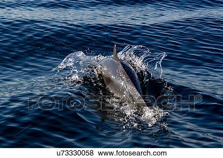 Stock Photo - Pantropical Dolphin breaching for air, Port St. Johns, South Africa. Fotosearch