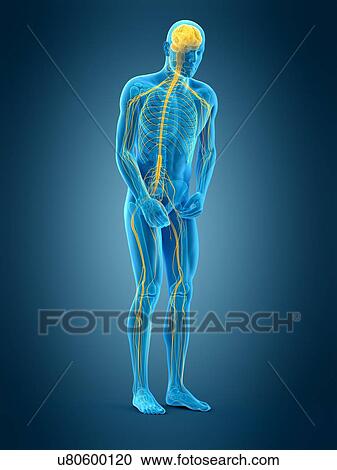 Person bending over, illustration View Large Photo Image Stock Image - Person bending over, illustration. Fotosearch