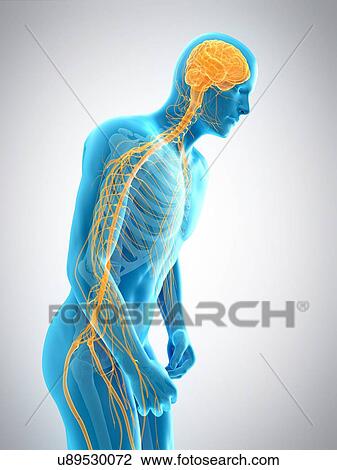 Stock Image - Person bending over, illustration. Fotosearch