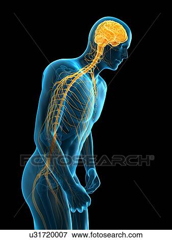 Stock Photo - Person bending over, illustration. Fotosearch