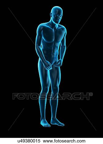 Stock Photography - Person bending over, illustration. Fotosearch