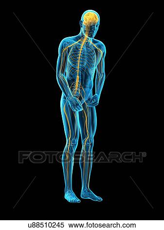 Stock Photography - Person bending over, illustration. Fotosearch