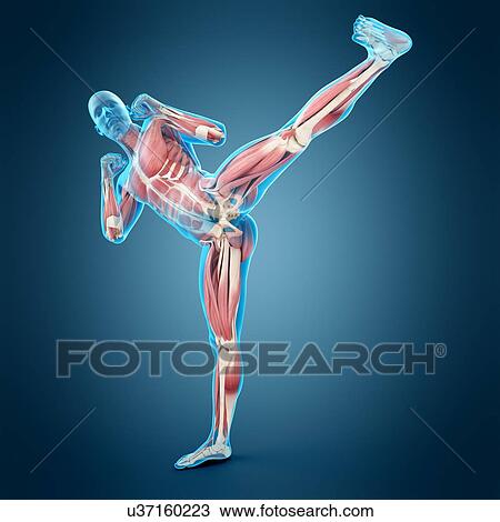 Stock Image - Person doing high kick, illustration. Fotosearch