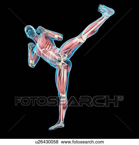 Person doing high kick, illustration View Large Photo Image Stock Photo - Person doing high kick, illustration. Fotosearch