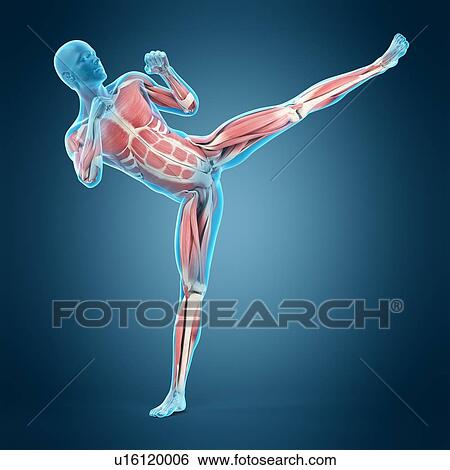 Stock Photograph - Person doing high kick, illustration. Fotosearch