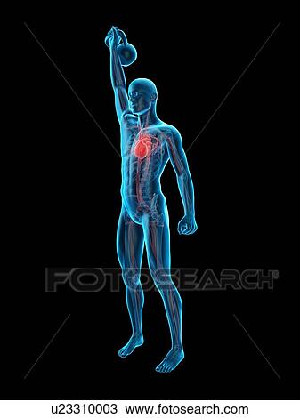 Stock Image - Person lifting kettle bell, illustration. Fotosearch