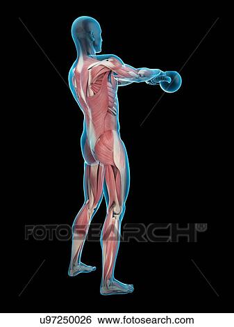Stock Photograph - Person swinging kettle bell, illustration. Fotosearch