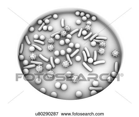 Petri dish with microbes, illustration View Large Photo Image Stock Photo - Petri dish with microbes, illustration. Fotosearch