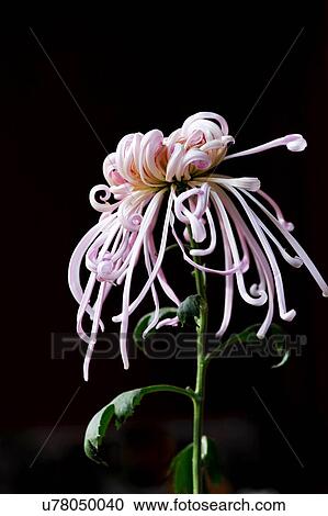 Pink chrysanthemum against dark background View Large Photo Image Stock Image - Pink chrysanthemum against dark background. Fotosearch