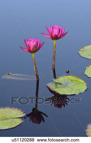Pink lily flowers in pond View Large Photo Image Stock Photo - Pink lily flowers in pond. Fotosearch