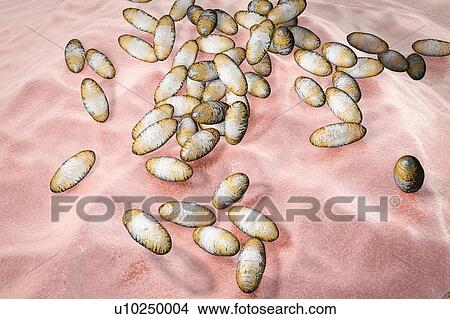 Picture - Plague bacteria (Yersinia pestis), illustration. Fotosearch