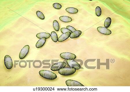 Picture - Plague bacteria (Yersinia pestis), illustration. Fotosearch