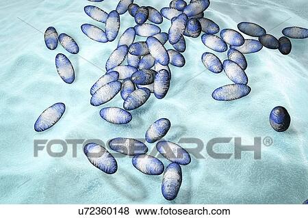 Stock Photo - Plague bacteria (Yersinia pestis), illustration. Fotosearch