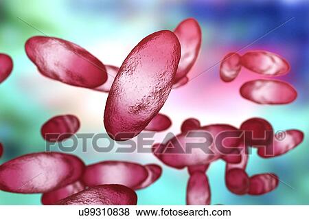 Stock Photo - Plague bacteria (Yersinia pestis), illustration. Fotosearch