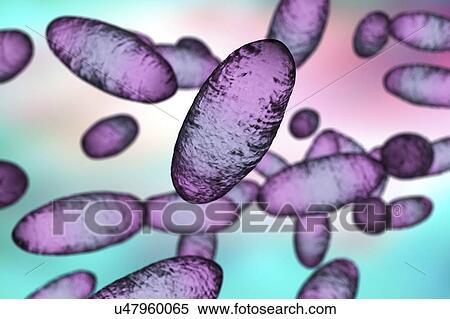 Stock Photography - Plague bacteria (Yersinia pestis), illustration. Fotosearch