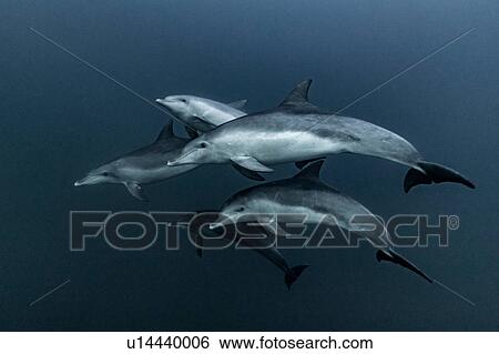 Stock Photograph - Pod of Common Dolphins hunting, Port St. Johns, South Africa. Fotosearch