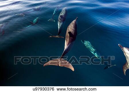 Stock Photograph - Pod of Pantropical Dolphins breaching for air, Port St. Johns, South Africa. Fotosearch