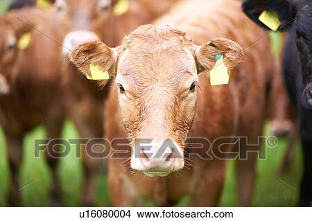 Picture - Portrait of cow looking at camera. Fotosearch