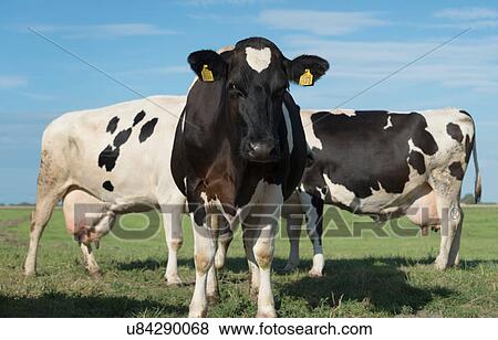 Portrait of curious cow in field, evening, Aagtekerke, Zeeland, Netherlands View Large Photo Image Stock Photo - Portrait of curious cow in field, evening, Aagtekerke, Zeeland, Netherlands. Fotosearch