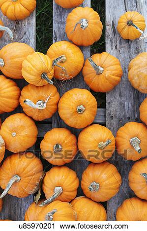 Pumpkins on wooden plank View Large Photo Image Stock Image - Pumpkins on wooden plank. Fotosearch
