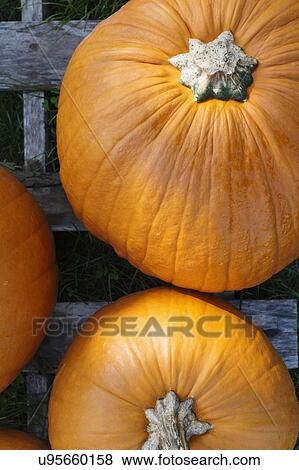 Pumpkins on wooden plank View Large Photo Image Stock Photo - Pumpkins on wooden plank. Fotosearch