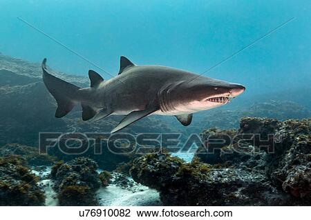 Stock Image - Ragged Tooth or Sand Tiger Shark (Carcharias Taurus) cruising reefs, Aliwal Shoal, South Africa. Fotosearch
