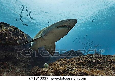 Stock Photo - Ragged Tooth or Sand Tiger shark (Carcharias Taurus) cruising reefs, Aliwal Shoal, South Africa. Fotosearch