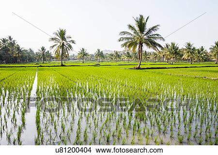 Rice fields, Hampi, Karnataka, India View Large Photo Image Picture - Rice fields, Hampi, Karnataka, India. Fotosearch