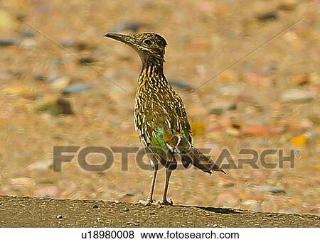 Roadrunner View Large Photo Image Stock Photo - Roadrunner. Fotosearch