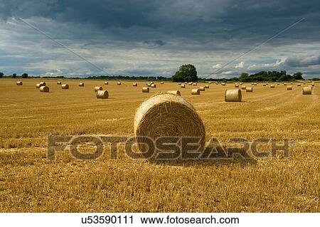 Stock Image - Round straw bales in field, Cherington, Gloucestershire, UK. Fotosearch