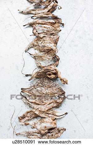 Row of petals from crocus flowers View Large Photo Image Stock Image - Row of petals from crocus flowers. Fotosearch