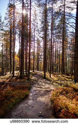 Scenic path on sunny day, Keimiotunturi, Lapland, Finland View Large Photo Image Stock Image - Scenic path on sunny day, Keimiotunturi, Lapland, Finland. Fotosearch