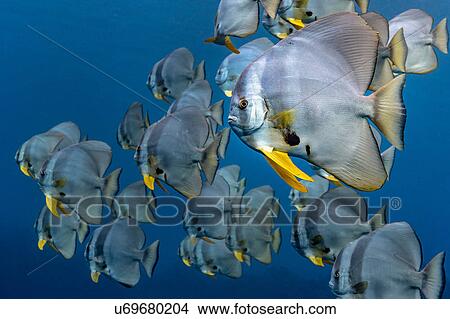 Picture - School of Longfin Batfish (Platax Teira), Aliwal Shoal, South Africa. Fotosearch