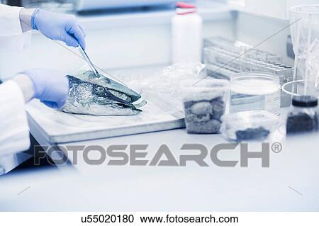 Stock Image - Scientist analysing fish sample in laboratory. Fotosearch