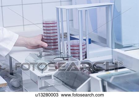 Scientist arranging petri dish with sample for testing View Large Photo Image Stock Image - Scientist arranging petri dish with sample for testing. Fotosearch