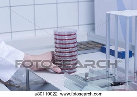 Scientist arranging petri dish with sample for testing View Large Photo Image Stock Image - Scientist arranging petri dish with sample for testing. Fotosearch