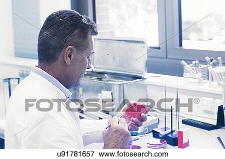 Scientist examining sample in petri dish View Large Photo Image Stock Photo - Scientist examining sample in petri dish. Fotosearch