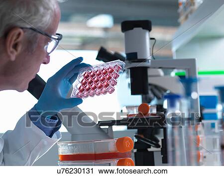 Scientist holding a multiwell plate containing growth medium commonly used in biological research to maintain and grow cells View Large Photo Image Stock Image - Scientist holding a multiwell plate containing growth medium commonly used in biological research to maintain and grow cells. Fotosearch